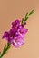 Magenta gladiolus flower on fawn colored background