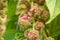 Magenta and green round flowers hanging from a stem