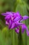 Magenta Hardy Orchid Flowers- Bletilla striata