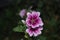 magenta heritage hollyhock bloom