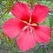 Magenta hibiscus flower