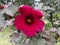 Magenta hibiscus flower closeup with leaves in the background.