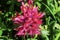 Magenta Indian Paintbrush Wildflower Mount Rainier Paradise