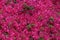 Magenta leaves of bougainvillea bush