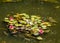 Magenta Lilies on Green Pond