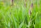 Magenta lilly flower buds  at springtime in the garden