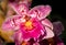 Magenta Miltonia Orchid