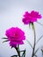 Magenta moss rose