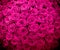 Magenta natural roses background