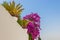 Magenta oleander flowers and two King Sago Palm trees in Sidi Bou Said, Tunisia