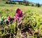 Magenta Paintbrush Flower with caterpillar