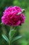 Magenta peony flower with a bud