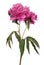 Magenta peony isolated