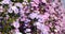 Magenta petals blossom in beautiful garden. Close-up violet floral wildflower. Purple Pastel margaret flower floral soft nature