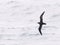 Magenta Petrel, Pterodroma magentae