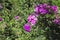 Magenta phlox flowers