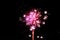 Magenta pink fireworks isolated on a dark night background