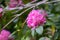 magenta pink rhododendron flowers in full bloom