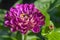 Magenta pink-violet Zinnia elegans `Violet Queen` half-open flower portrait