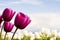 Magenta Purple Tulip Flowers with white flowers blurred background green and blue horizontal