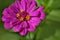 Magenta purple Zinnia elegans `Benary`s Giant Purple` flower portrait closeup, selective focus