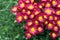 Magenta red Chrysanthemum in fall garden close up, view from above