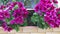 Magenta Regal Geraniums