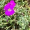 Magenta rock cress flower