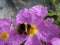 A magenta rock rose flower with a bee