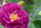 Magenta rose closeup