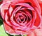 Magenta rose detail textured floral impressionism style art