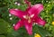 Magenta rose Lily (Lilium)