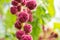 Magenta round flowers hanging from a stem