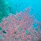 Magenta Sea Fan off Coast of Bali