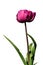 Magenta to pink coloured tulip, Blue Diamond hybrid