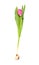 Magenta tulip