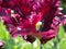 Magenta Tulip close up