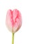 Magenta tulip flower