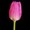 Magenta tulip flower isolated on a black background with clipping path. Close-up.