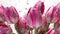 Magenta Tulip Flowers Glitter Super Detail. Generative AI