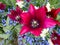 Magenta tulips on the flowerbed