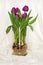 Magenta tulips growing in water in a glass vase - bulbs and root