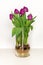 Magenta tulips growing in water in a glass vase - bulbs and root