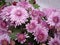 Magenta violet chrysanthemum flowers in New York city park. Flowers in the garden