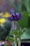Magenta / Violet flower with a blurred background