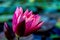 Magenta water lily with blue-green background