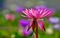 Magenta Water Lily with Colorful Background