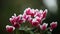 Magenta and white cyclamen flowers