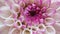 Magenta and white dahlia closeup