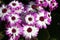 Magenta-white flowers of Florist\\\'s cineraria (Pericallis x. hybrida) in bloom : (pix Sanjiv Shukla)